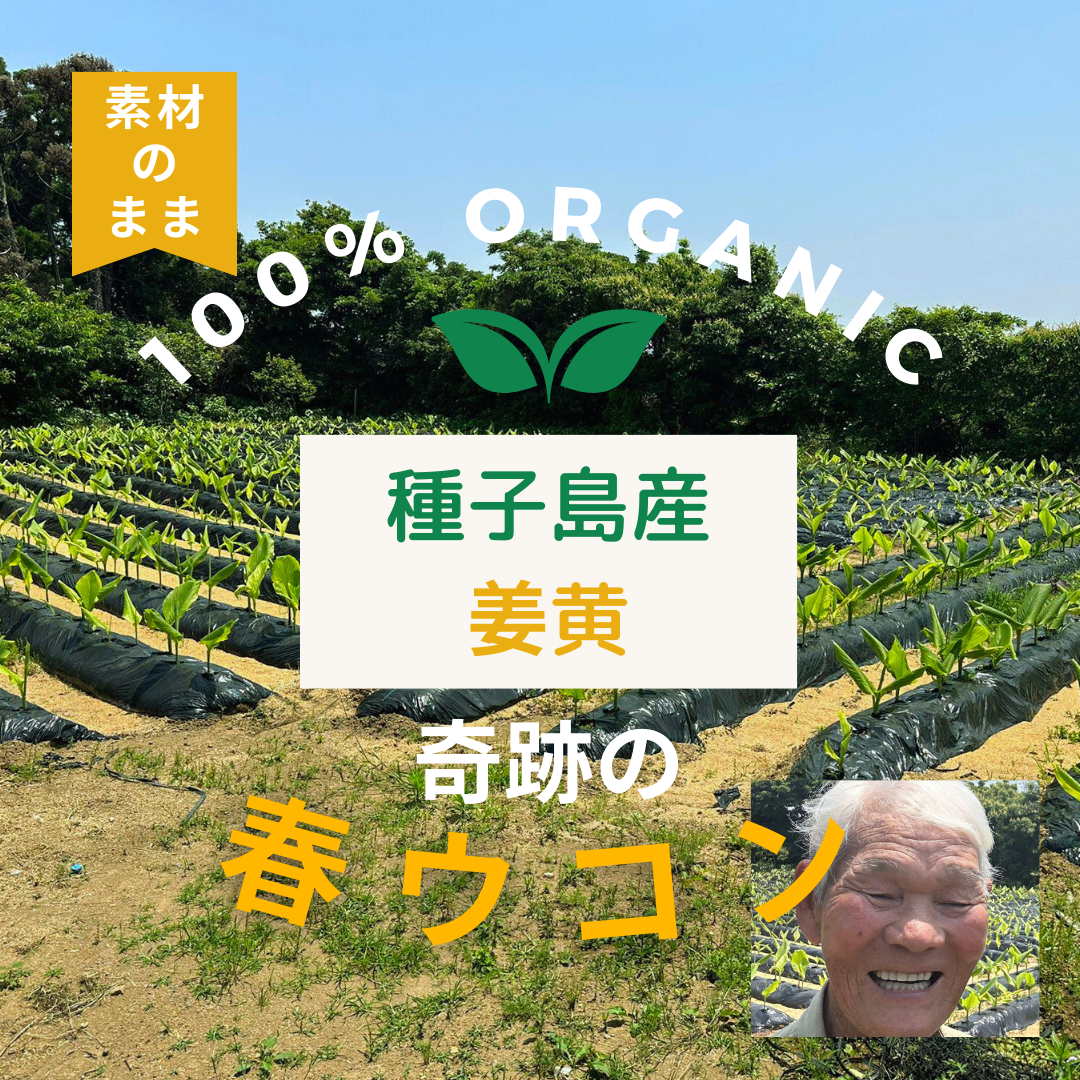 奇跡の春ウコン